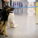The coronavirus sniffer dog named Valo sits at the Helsinki airport in Vantaa, Finland, to detect the Covid-19 from the arriving passengers.
